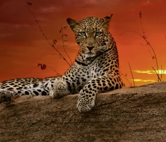 Puzzle - Heye - Hajnal - Panoramatikus Puzzle