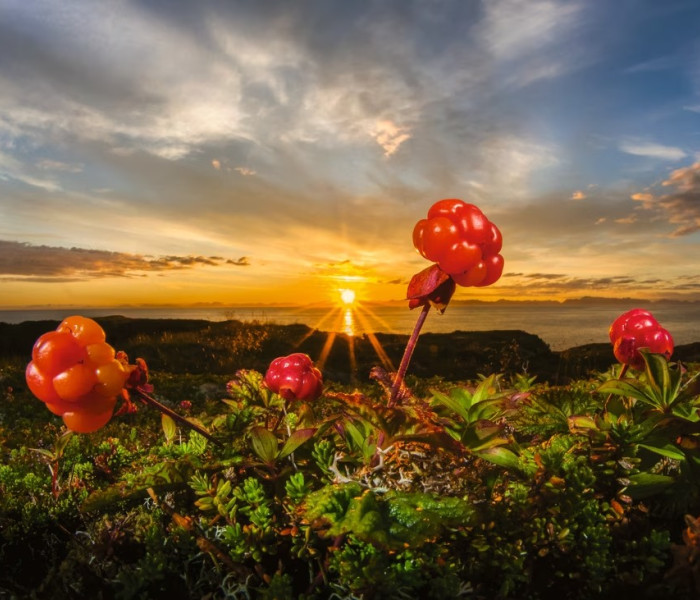 Puzzle - Heye - Törpemázon