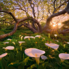 Puzzle - Heye - Afrikai búzavirág