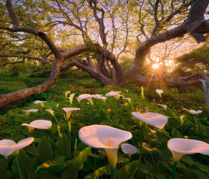 Puzzle - Heye - Afrikai búzavirág