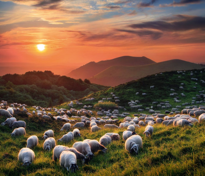 Puzzle - Heye - Juhok és vulkánok