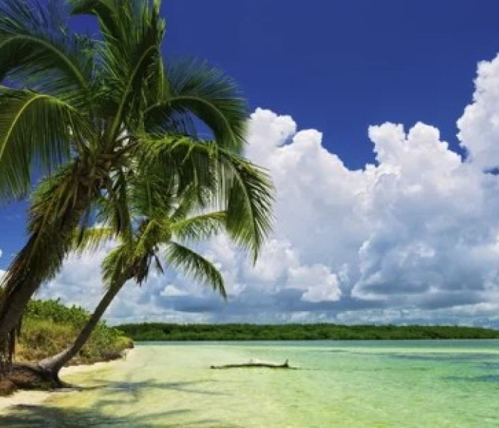 Puzzle - Heye - Pálmaparadicsom - Panoramatikus Puzzle