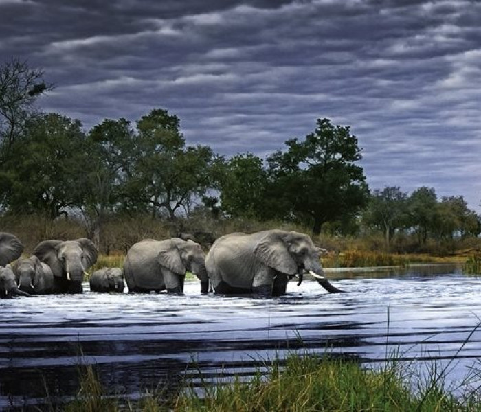 Puzzle - Heye - Elefántcsorda - Panoramatikus Puzzle