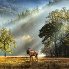 Puzzle - Heye - Reggeli köszöntés - Panoramatikus Puzzle