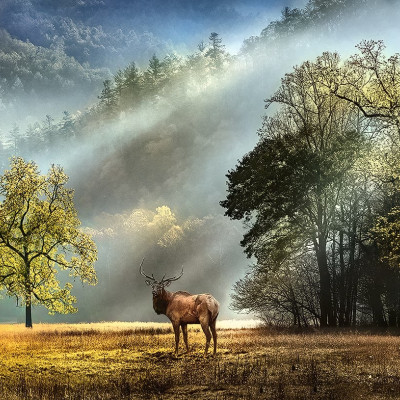 Reggeli köszöntés - Panoramatikus Puzzle