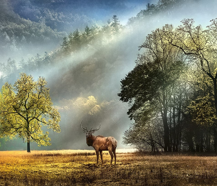 Puzzle - Heye - Reggeli köszöntés - Panoramatikus Puzzle