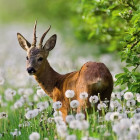 Puzzle - Heye - Szarvas