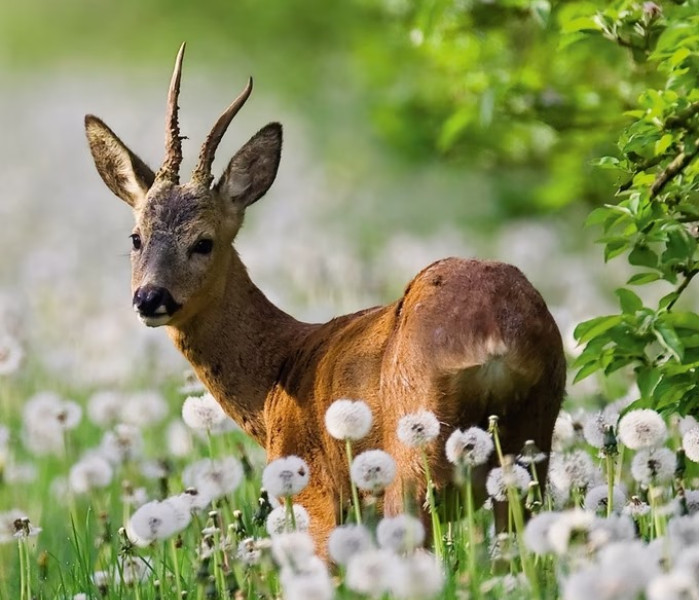 Puzzle - Heye - Szarvas