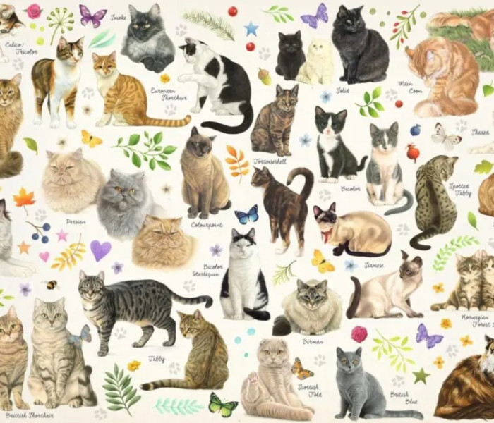 Puzzle - Jumbo - Macskák