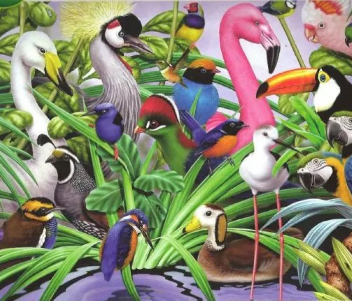 Puzzle - King - Gyönyörű madarak