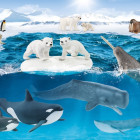 Puzzle - Schmidt - Antarktiszon + figura