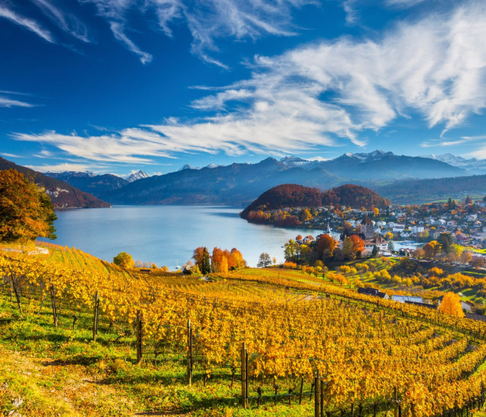 Puzzle - Schmidt - Szőlőskert