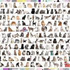 Puzzle - Trefl - 208 macska