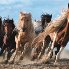 Puzzle - Trefl - Vágtázó lovak