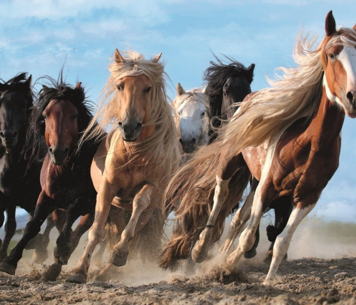 Puzzle - Trefl - Vágtázó lovak