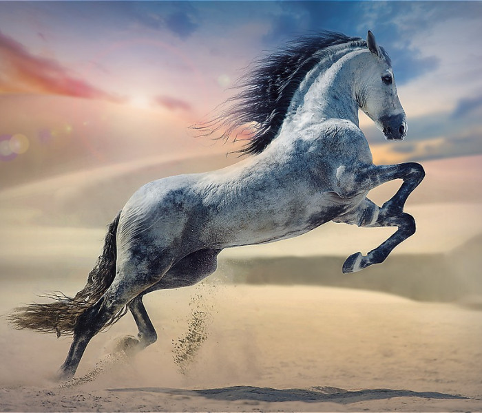 Puzzle - Trefl - Fenséges ló