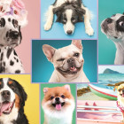 Puzzle - Trefl - Aranyos kutyák