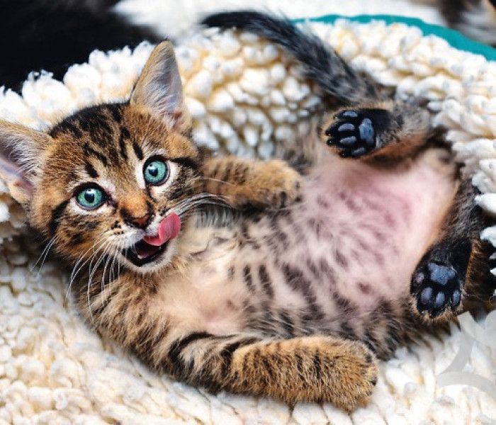 Puzzle - Trefl - Vidám cica