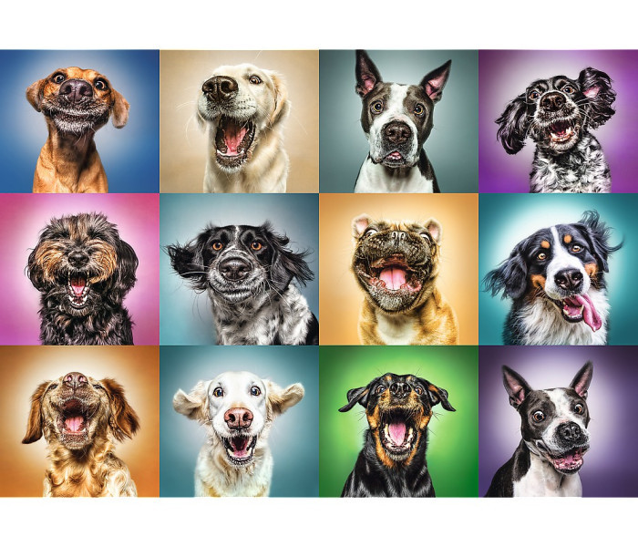 Puzzle - Trefl - Vicces kutyaportrék