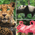 Puzzle - Trefl - Állatok - kollázs