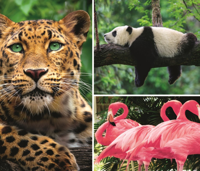 Puzzle - Trefl - Állatok - kollázs