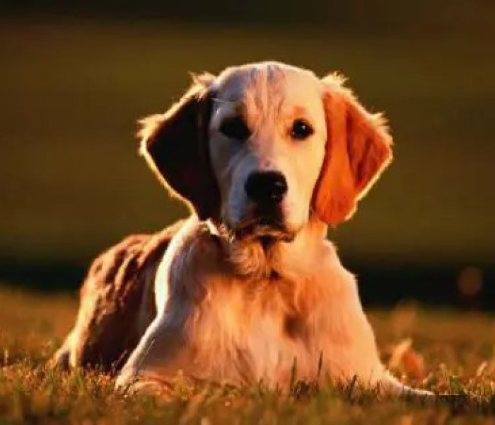 Puzzle - Zdeko - Arany - retriever