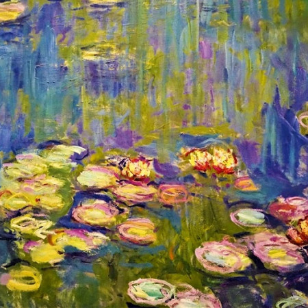 Virágzó tavirózsák