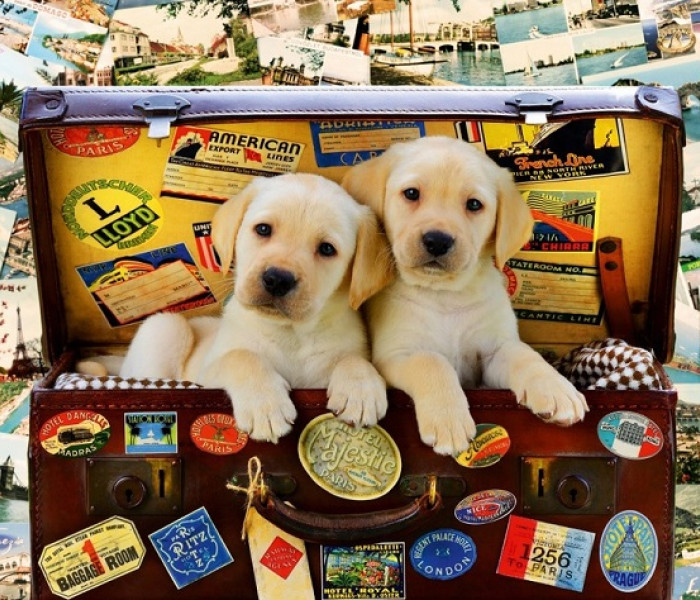 Puzzle - Bluebird - Kölyökkutyák úton