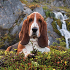 Puzzle - Clementoni - Charlie Brown