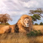 Puzzle - Clementoni - Szavanna király