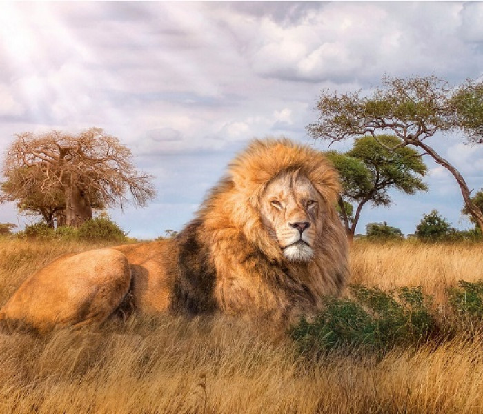 Puzzle - Clementoni - Szavanna király