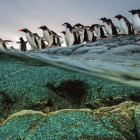 Puzzle - Clementoni - Pingvinek