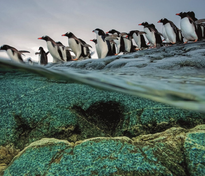 Puzzle - Clementoni - Pingvinek