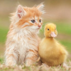 Puzzle - Educa - Imádnivaló barátok