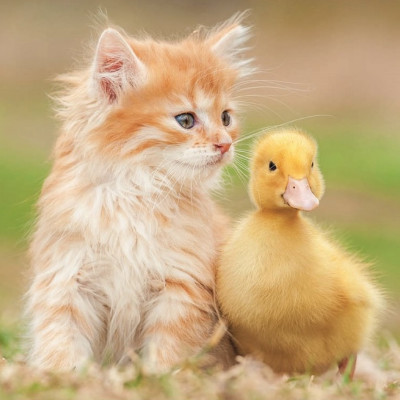 Imádnivaló barátok