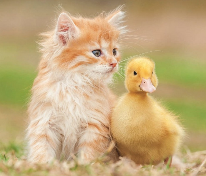 Puzzle - Educa - Imádnivaló barátok