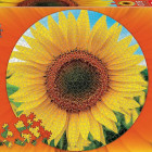 Puzzle - Educa - Puzzle Napraforgók - Kerek kirakó