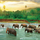 Puzzle - Eurographics - Elefántok a folyóban