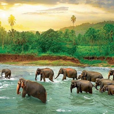 Elefántok a folyóban