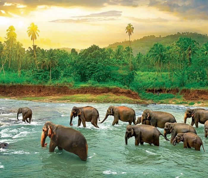 Puzzle - Eurographics - Elefántok a folyóban