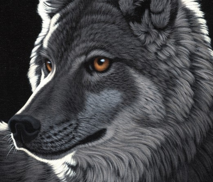 Puzzle - Grafika - Éjszakai Farkas