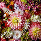 Puzzle - Heye - Bolyhos dália