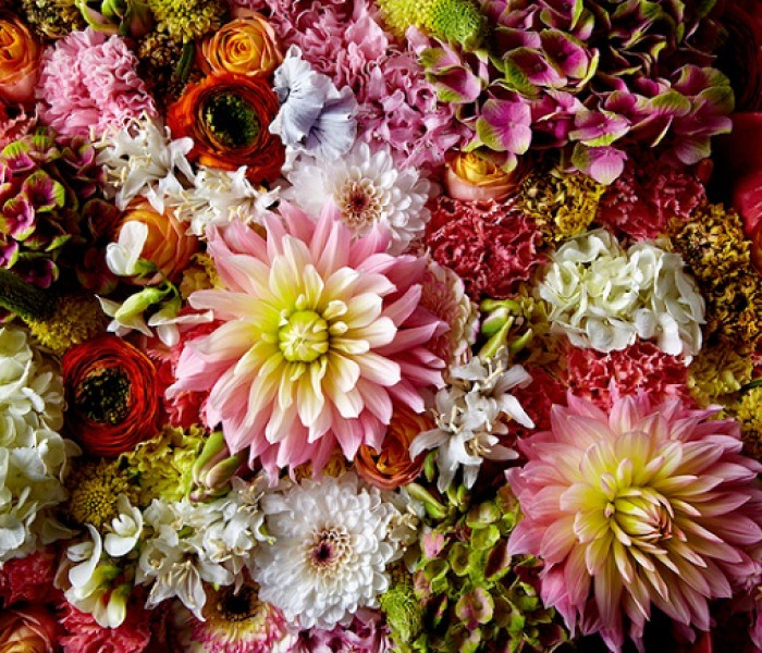 Puzzle - Heye - Bolyhos dália