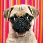 Puzzle - Heye - Puzzle Kutya - MINI PUZZLE