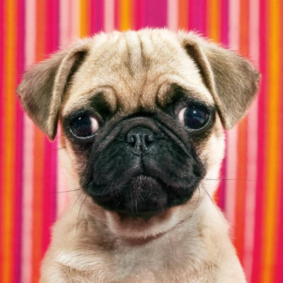 Puzzle Kutya - MINI PUZZLE