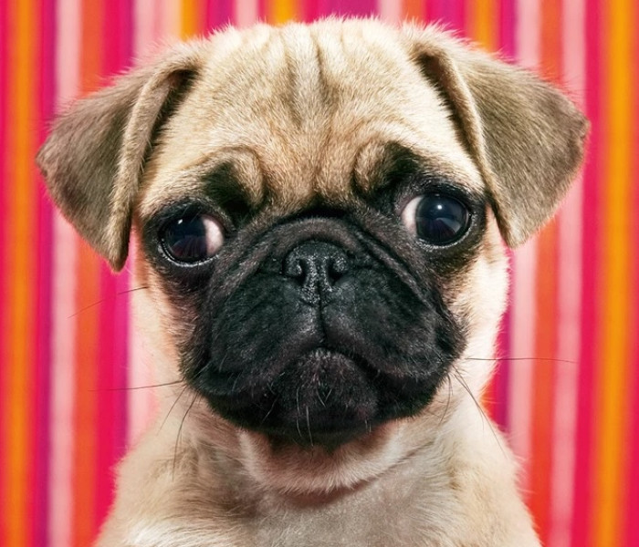 Puzzle - Heye - Puzzle Kutya - MINI PUZZLE