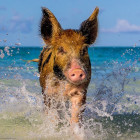 Puzzle - Heye - Kismalac a parton