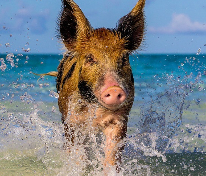 Puzzle - Heye - Kismalac a parton