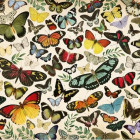 Puzzle - Jumbo - Poszter - pillangók