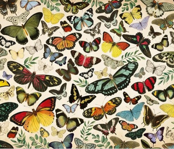 Puzzle - Jumbo - Poszter - pillangók